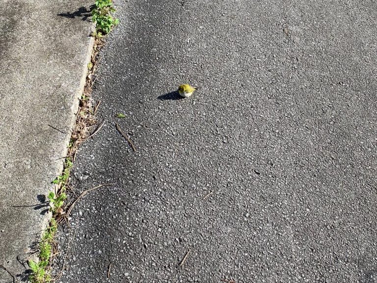 Little bird sunbathing in the street in Japan warms hearts on social media