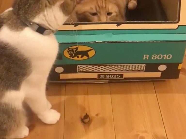 Cat assaults Yamato delivery driver