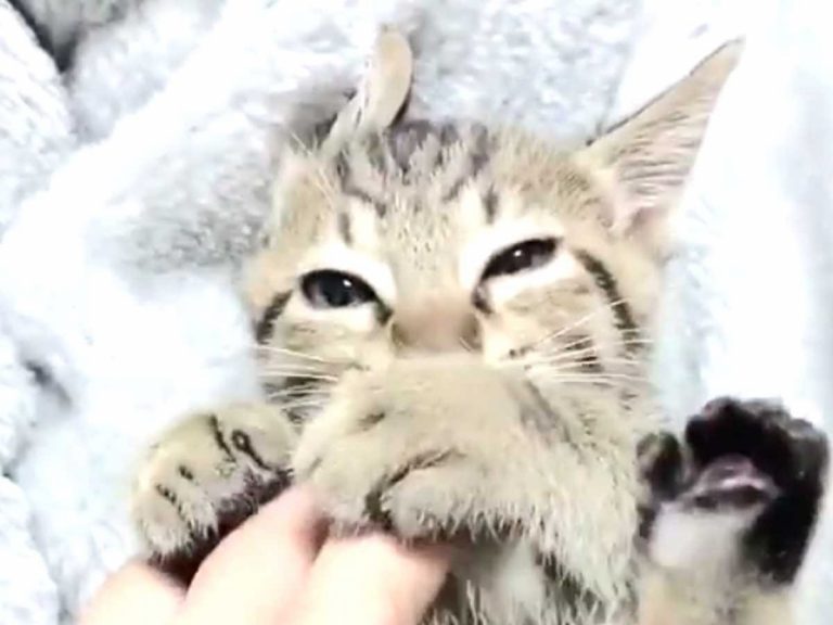Kitten rescued in Japan has a peculiar habit