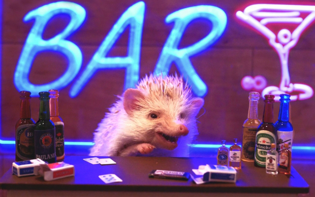 Get Drunk with Some Prickly Characters at Tokyo’s Hedgehog Bar