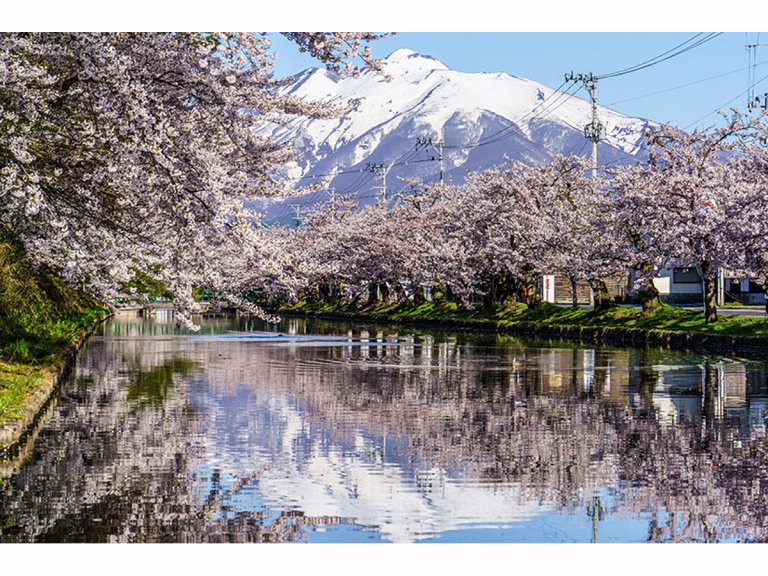8 stunning sakura photos taken in Aomori that make us miss cherry blossom season already