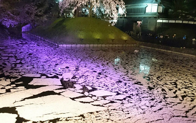 Fallen Cherry Blossoms Create Mysteriously Beautiful Nighttime Flower Raft in Aomori, Japan