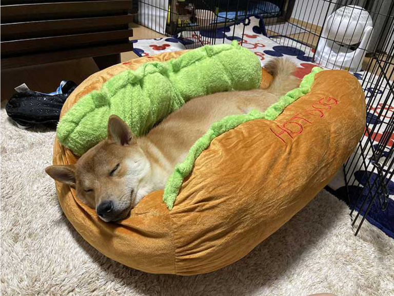 Adorable photos show Shiba inu looking as snug as a sausage in hot dog pet bed