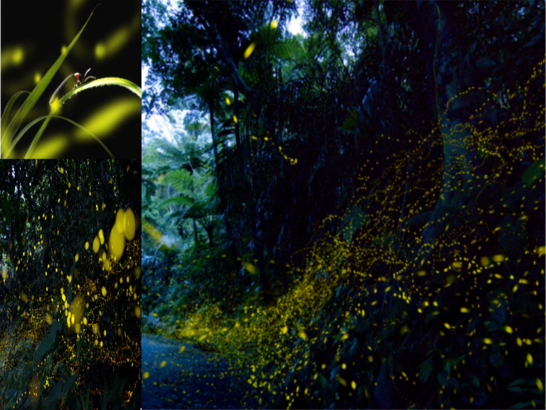 Top spots for firefly viewing on summer nights in Japan