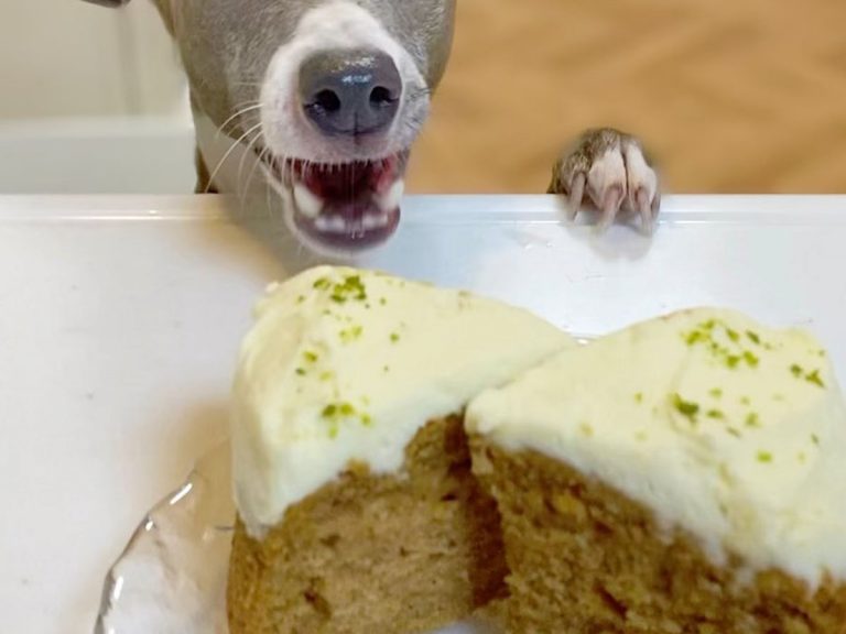 Incredibly expressive dog in Japan ogles all his owner’s treats