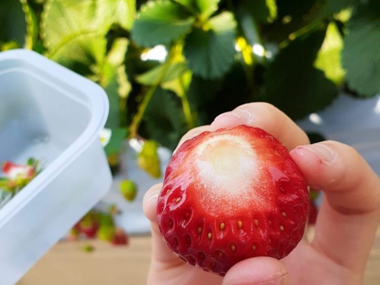Living in the city? Try hand picking at strawberry farms