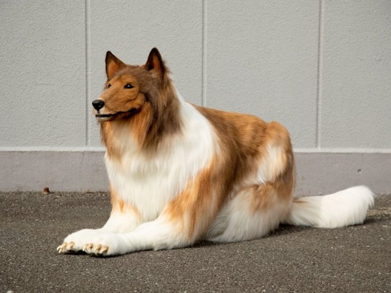 Dream of becoming a dog granted by ultra lifelike collie suit in Japan