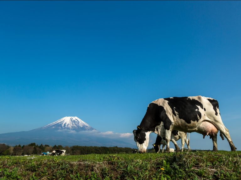 Save the milk! Japanese Twitter users mobilize to save milk surplus caused by school closures