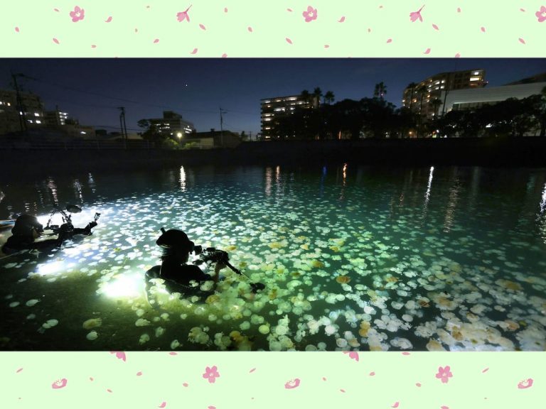 [Hidden Wonders of Japan] Kagoshima’s Jellyfish are like Mystical Cherry Blossoms in the Bay