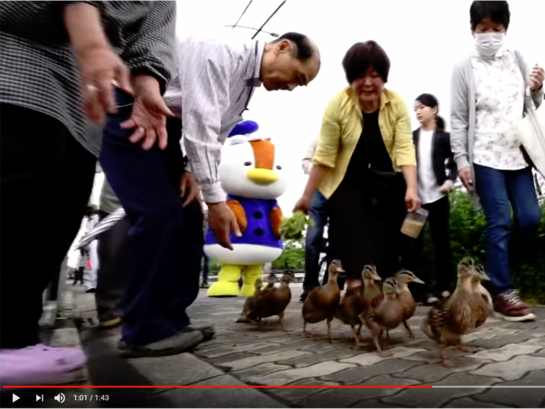 Kyoto Town Comes to Standstill as Residents and Police Escort Ducks from Pond to River