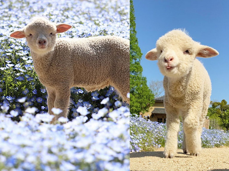 Fluffy lamb frolicking in sea of flowers at Japanese farm is the sweetest spring sight