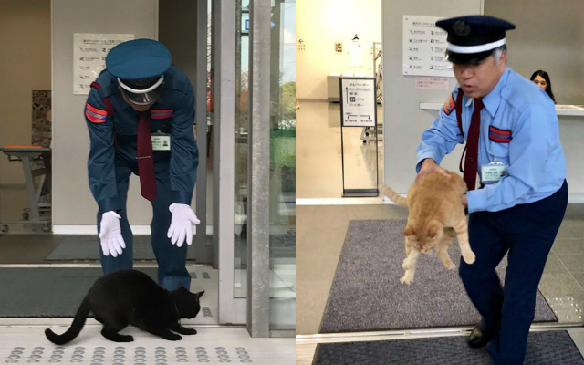 Japanese Security Guard Develops Special Bond With Cats Desperate To Enter Art Museum