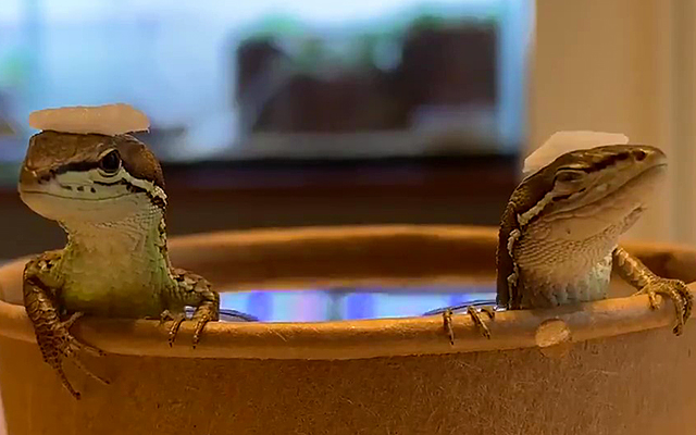 Tiny Japanese Lizards Soaking in A Paper Cup Bath Is The Cutest Thing You’ll See This Week [Video]