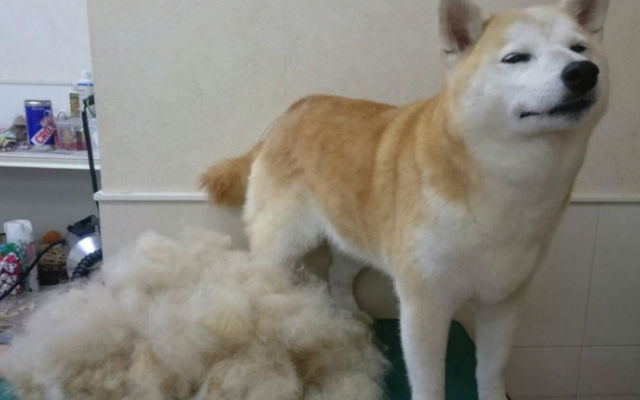 These Are The Best And Brightest Of Japan’s Shiba Inu Internet Overlords