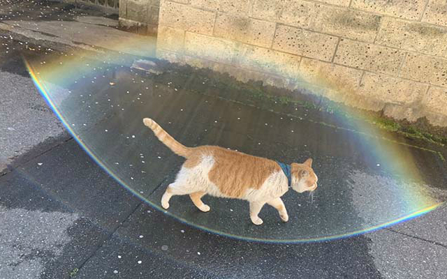 Japanese Cat Caught on Camera Casting Magical Protective Barrier Around Himself