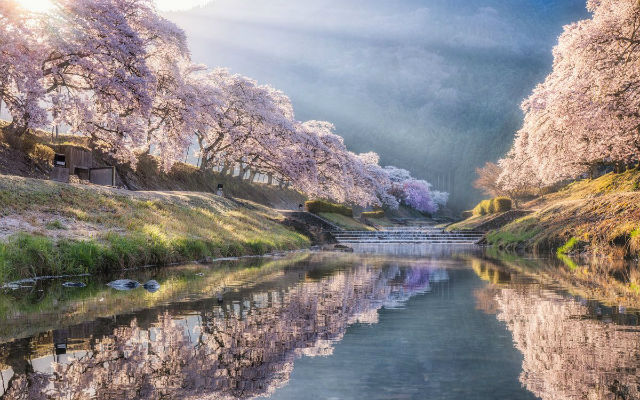 Drone Captures Breathtaking Photography Of Riverbed Cherry Blossoms In Japan