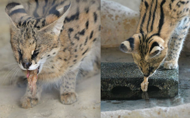 Serval Cat’s Food Lands In Sand, She Cleverly Fixes It Right Away