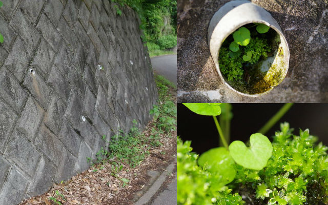The Adorable Mini-Gardens And Animal Homes Of Japanese Countryside Drainage Pipes