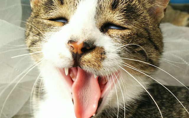 Japanese Twitter Celebrates Feline Goofiness With “Poorly Taken Photos Of Cats” Competition