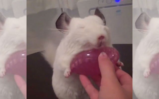 Chinchilla Has Adorably Soothing Reaction To Being Brushed