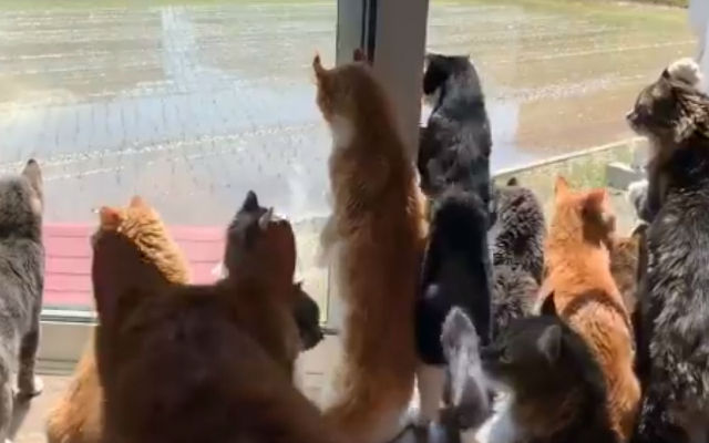 Japanese Cat Cafe “Staff” Routinely Gathers Around Window To Watch Rice Farmer At Work