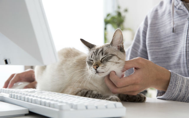 Japanese IT Company Pays Employees “Cat Compensation” To Take Care Of Rescue Kitties
