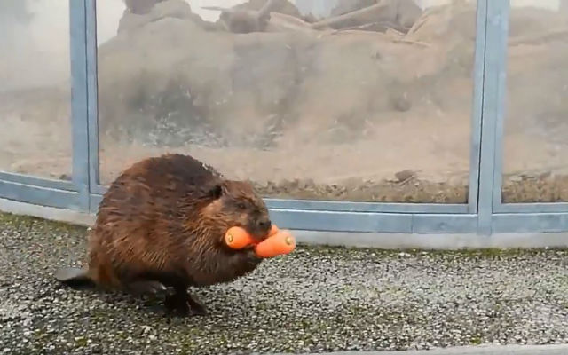 Determined Papa Beaver Waddles With Wad Of Carrots To Give To Family