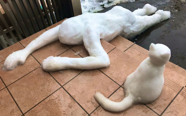 Japanese Twitter user and son take advantage of rare Tokyo snowfall to craft cat crime scene