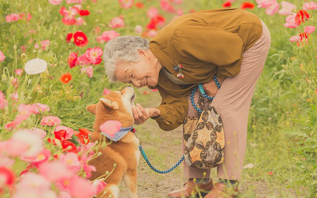This Touching Moment Between a Japanese Grandma and Her Shiba Inu Dog is Too Wholesome