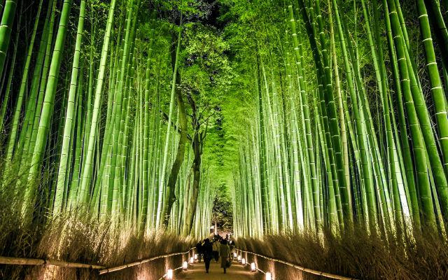 Kyoto’s Iconic Bamboo Grove is Being Defaced by Tourists
