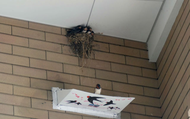 Tokyo Railway Installs “Nesting Boards” In Stations For Birds With No Other Options