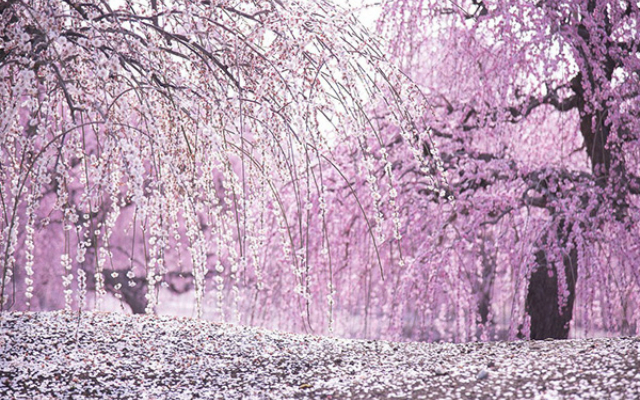 Move Over Sakura as Mie Photographer Captures Japan’s Stunning Plum Blossom Scenes