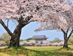 Cherry blossoms in bloom at Nara