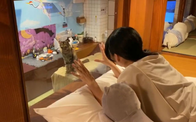 Japan’s New Kitty Hotel And Cafe Hybrid Gives Guests Constant View Of Cats