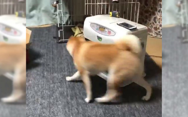 Most Determined Shiba Inu In The World Chases Leash Around A Heater