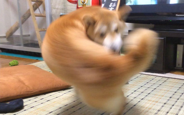 Japanese Twitter Falls In Meme Love With Perfectly Timed Photo Of One-Punch  Shiba Inu – grape Japan