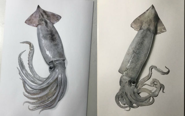 Japanese artist’s impossibly realistic squid drawings have incredible detail