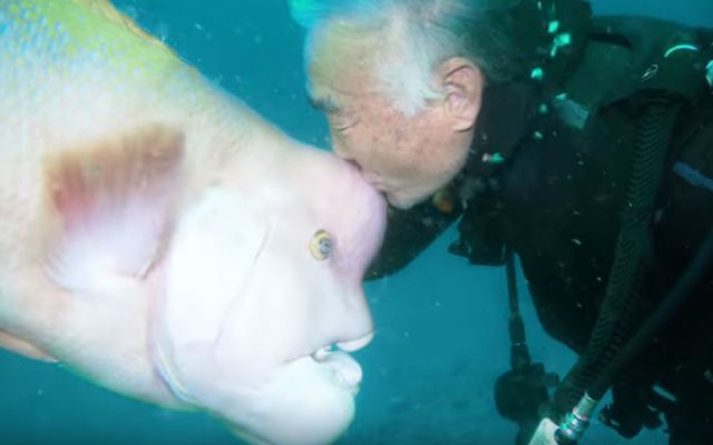 Fish Comes To Visit Japanese Diver Friend At Underwater Shrine For 30 Years