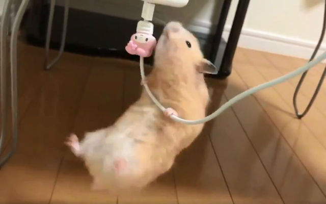 Adorable Hamster In Japan Puts Up Valiant Effort Against Phone Charger Cable