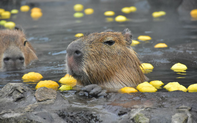 Japan Celebrates Year Of The Rat With Impossibly Cute Capybara Hot Spring