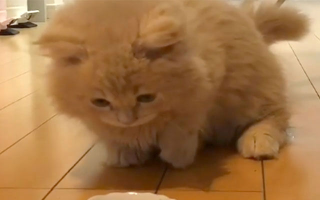 Cat Adorably Dumbfounded By First Encounter With Ice