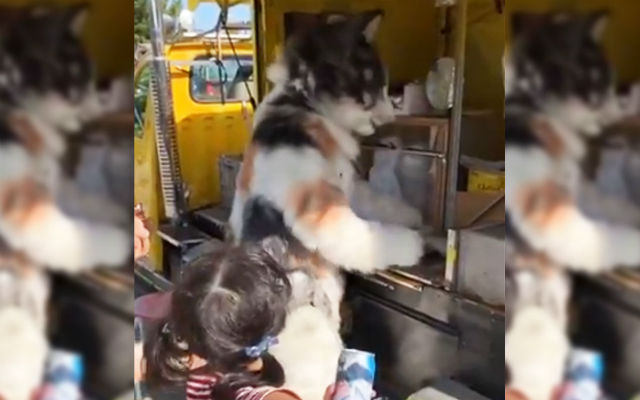Giant Furry Cat Man Sells Roasted Sweet Potatoes Out Of Traveling Cart In Japan