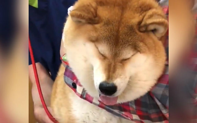 Famously stubborn shiba inu Hana-chan has comical werewolf transformation at the vet
