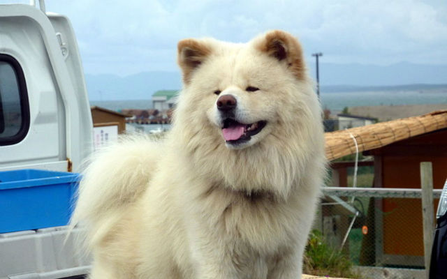‘Tourism Stationmaster’ Wasao—tiny-faced and adorable Akita canine—led a doggone good life