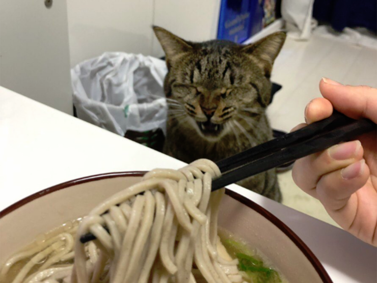 Viral Japanese Cat Gets Emotional Over New Era or Maybe Just Wants Soba Noodles