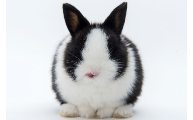 “Bunny butts or sniffer, which do you prefer?” Rabbit Photo Exhibition
