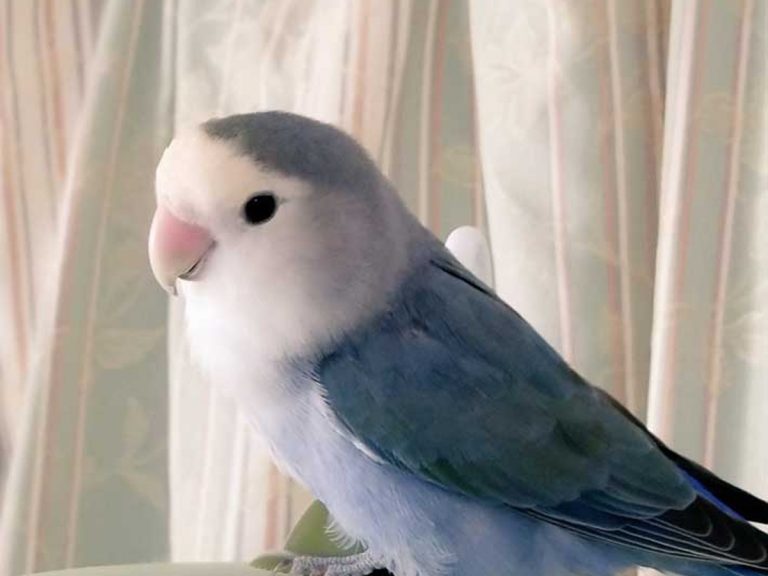 The adorable feathered cause of embarrassing apologies at Japanese post offices