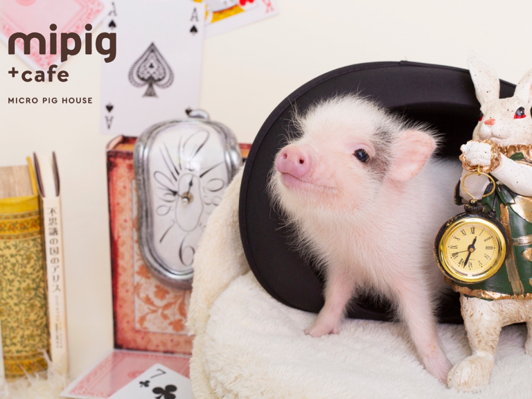 Japan’s popular micro pig cafe opens new branch with Alice in Wonderland theme in Fukuoka