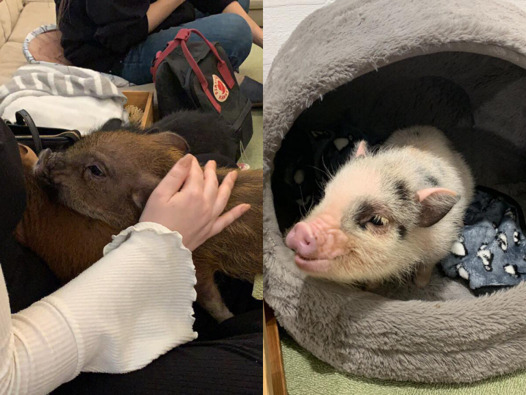 Tokyo’s Adorable Pig Cafe Lets You Cuddle Up with Micro-Pigs