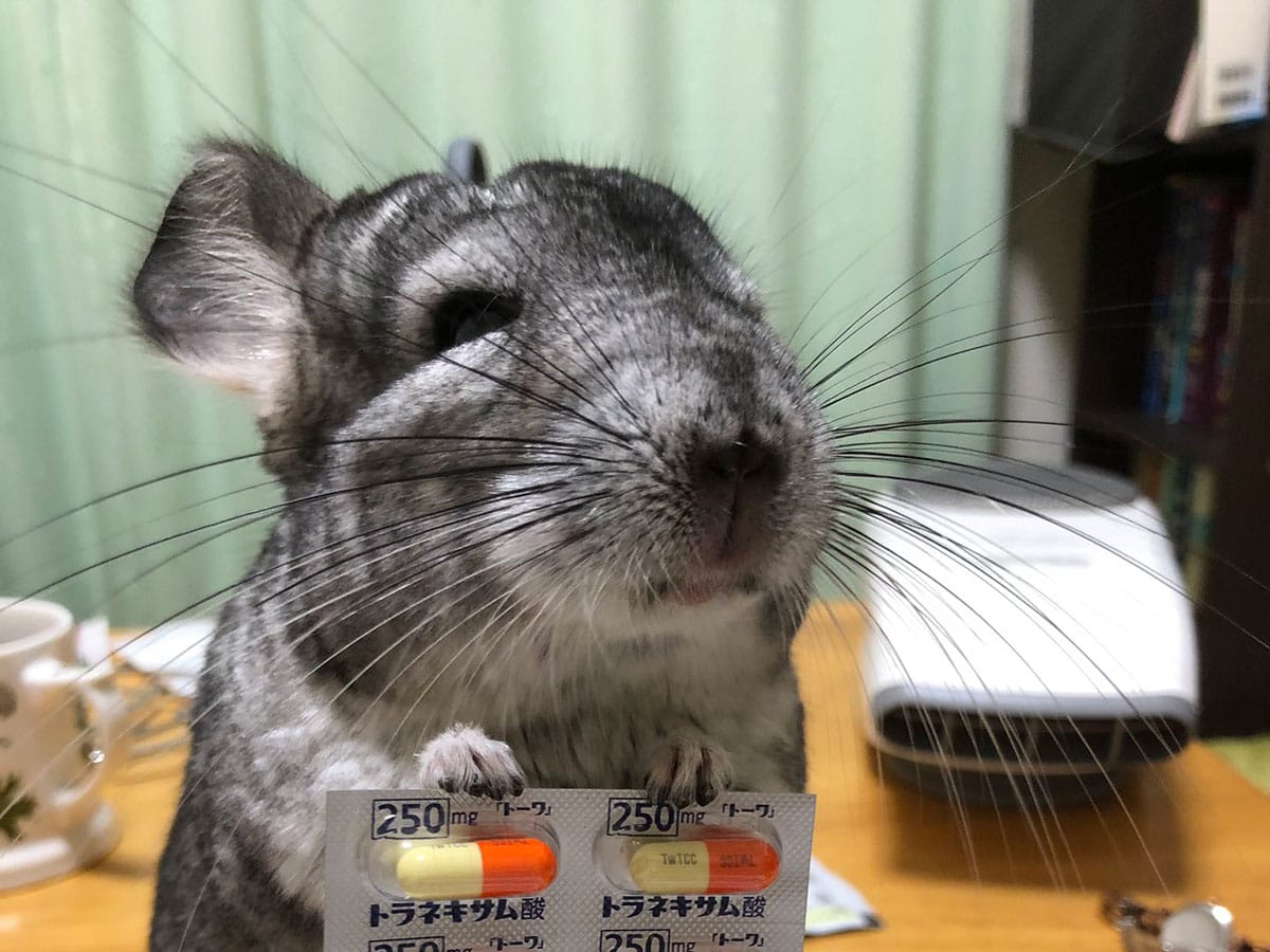 Adorable pet chinchilla “pharmacist” is worried about its owner's sore  throat – grape Japan